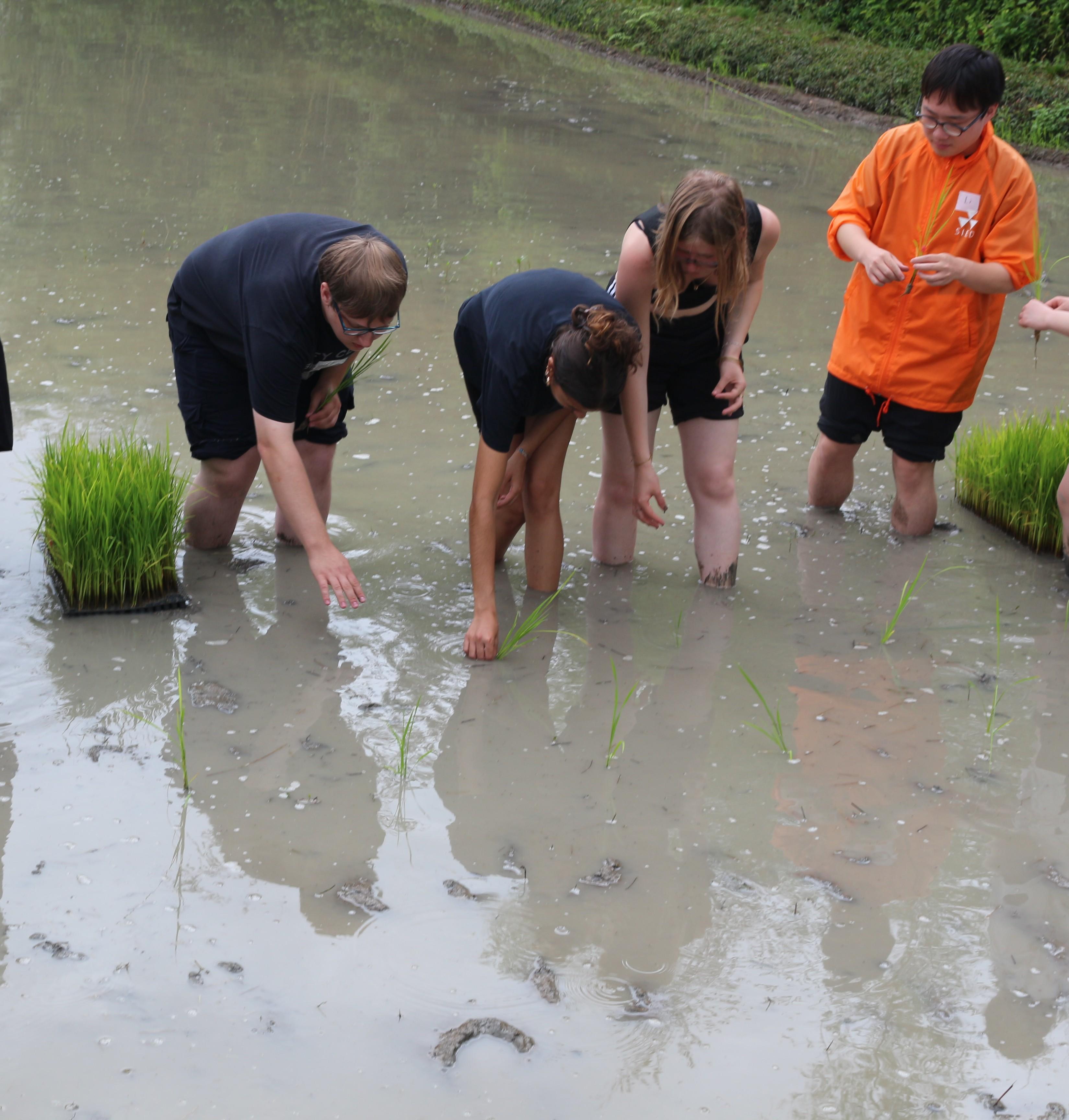 2025_report_taue2